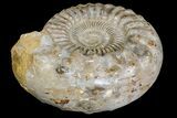 Huge, Jurassic Ammonite Fossil - Madagascar #166001-2